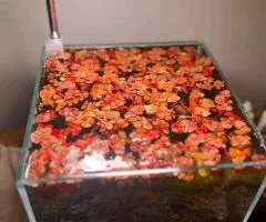 Red floating flowers